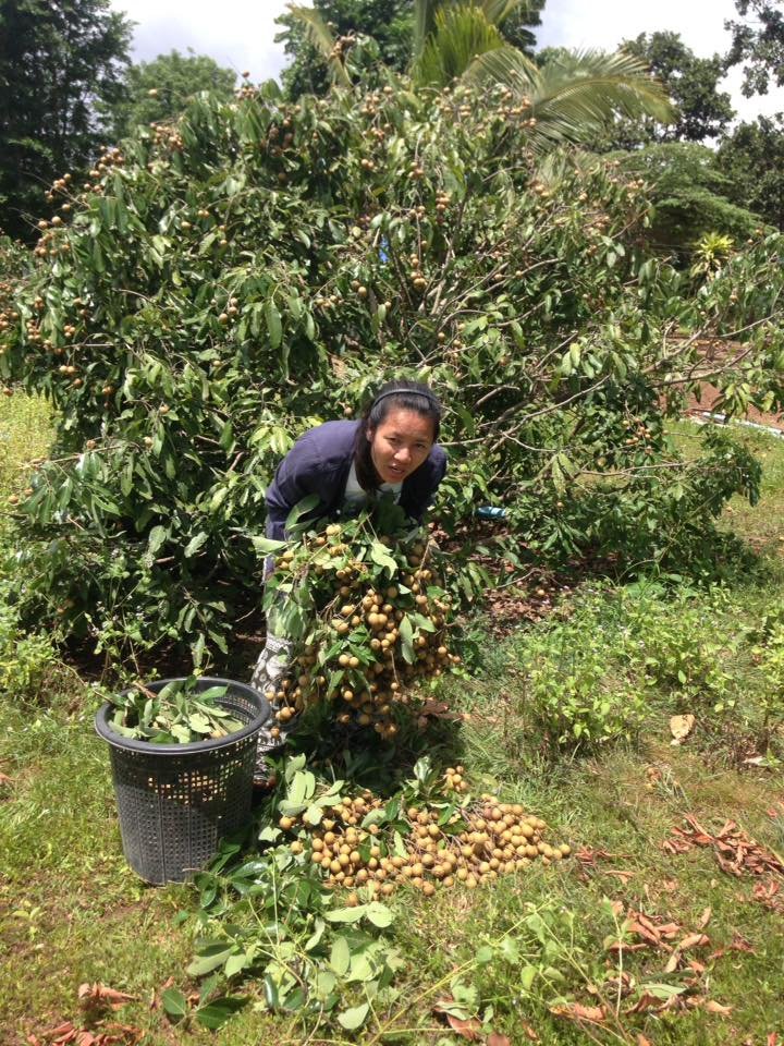 Fresh Organic Longan
