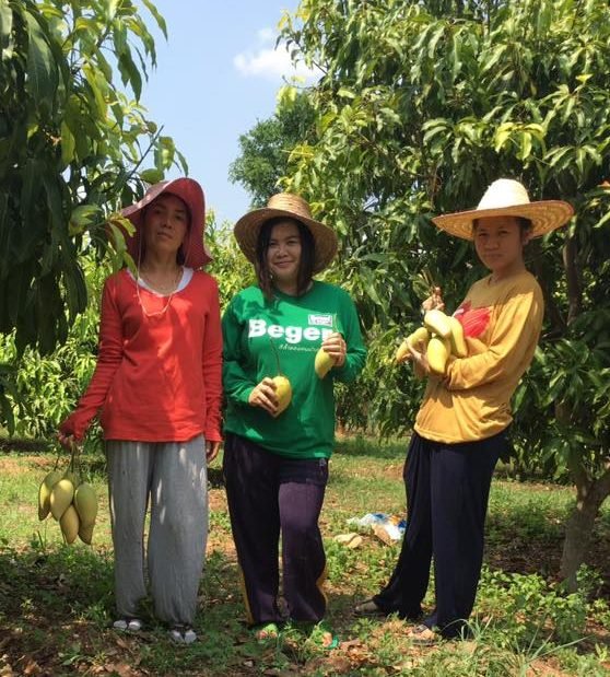 Delicious Organic Mangos