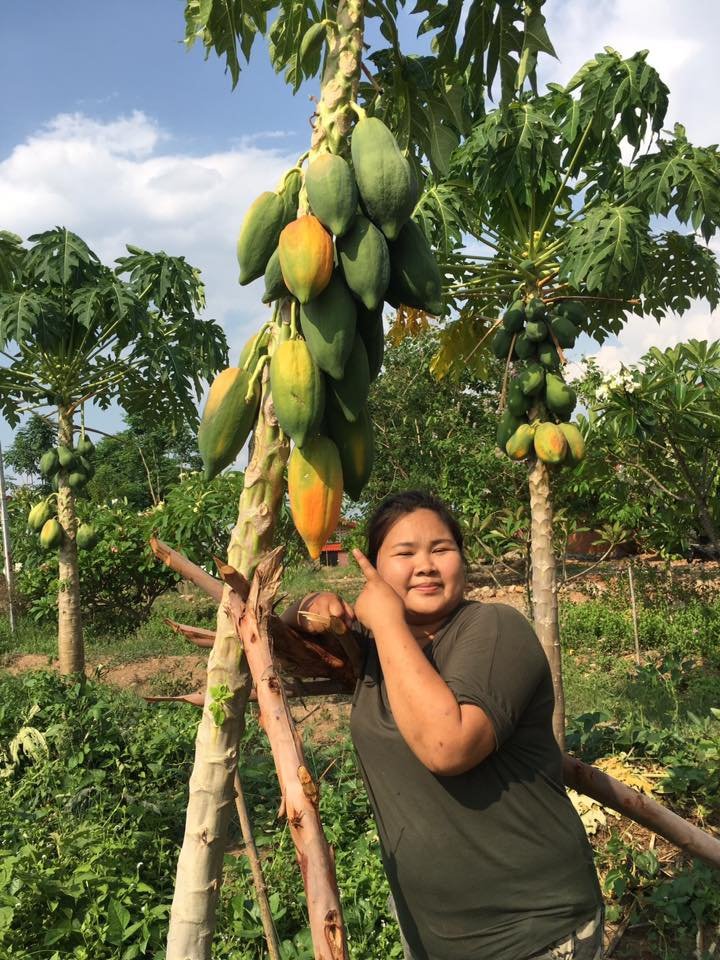 Fresh Organic Papaya